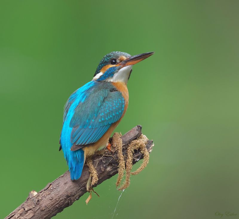 птицы, зимородок Красотуляphoto preview