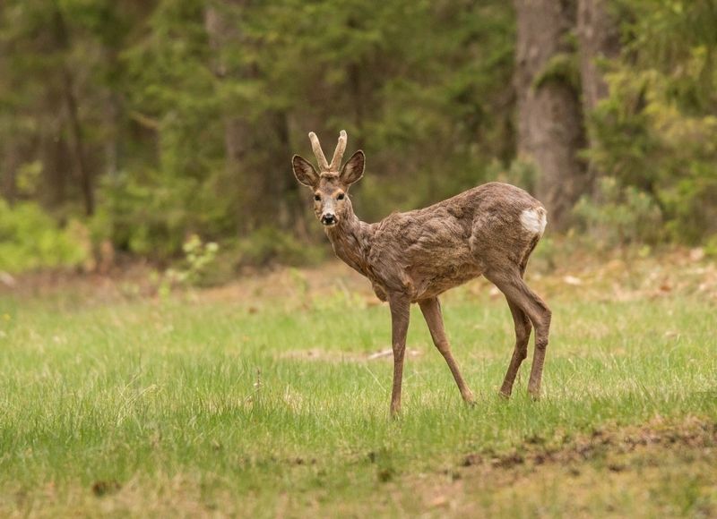косуля, дикие животные, На лесной дорожкеphoto preview