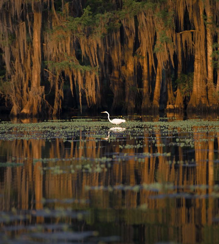 Swamp Texas Swampphoto preview