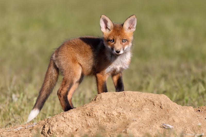 лиса, fox ***photo preview