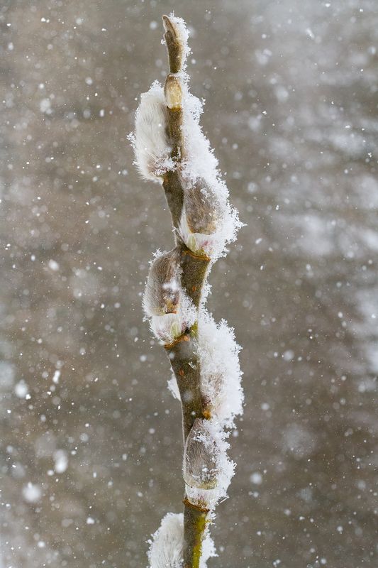 цветы,цветок,макро,растения,природа,верба Весна!!!photo preview