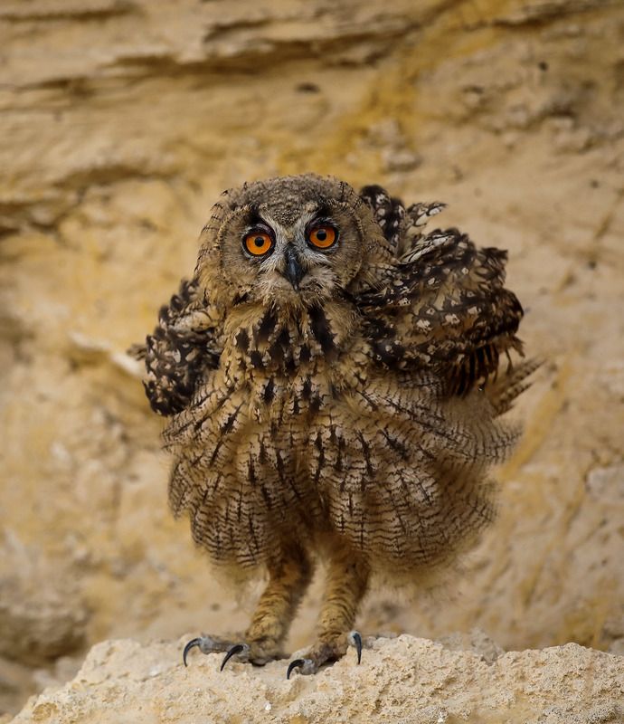 Филинphoto preview