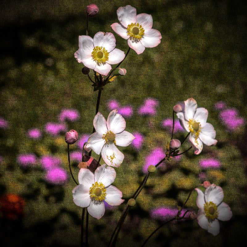 цветок цветокphoto preview