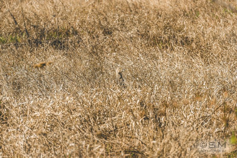 фазан, природа, трава, птица, камуфляж Мастер маскировки...photo preview