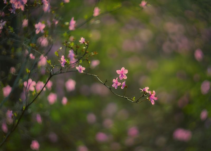 багульник, рододендрон даурский , весна в сибири ,  весенняя круговерть...photo preview