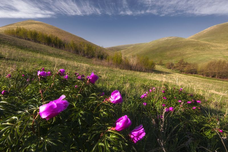 пион, горы, цветы, весна, май, орнебуржье, долгие горы +++photo preview