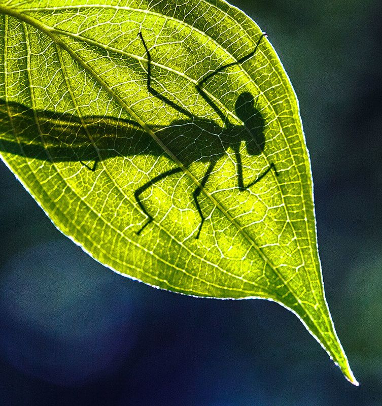 Обратная сторонаphoto preview