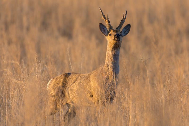 косуля косулиphoto preview