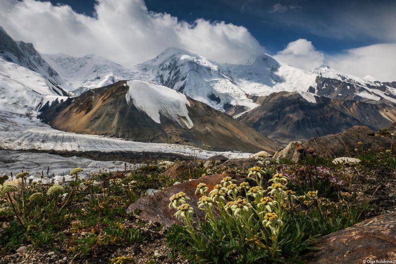 баянкол, тянь-шань, горы, лето, цветы, эдельвейсы Пейзаж с эдельвейсамиphoto preview