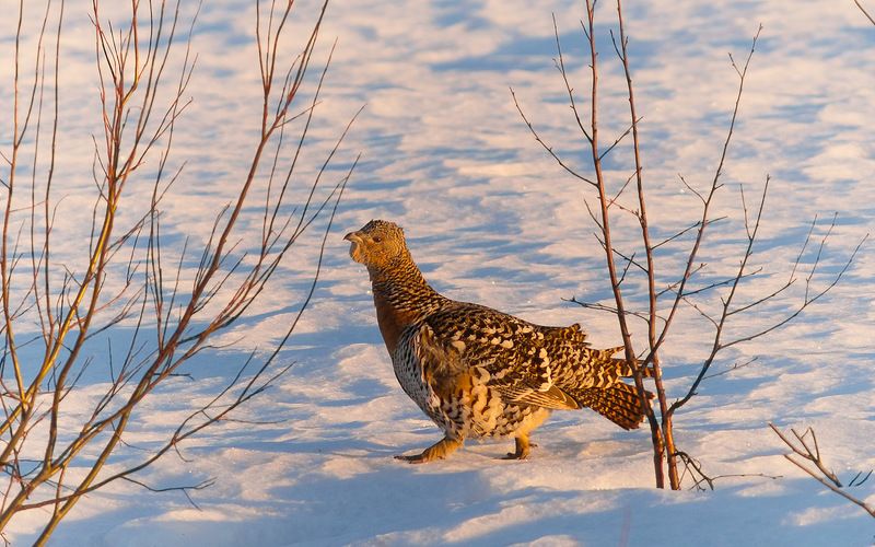 птицы,коми,печора,глухарки,тетёрки,ток Ещё немного боровойphoto preview