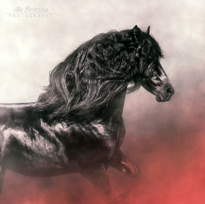 horse, friesian, лошадь, фризская Heike van de Kleiphoto preview