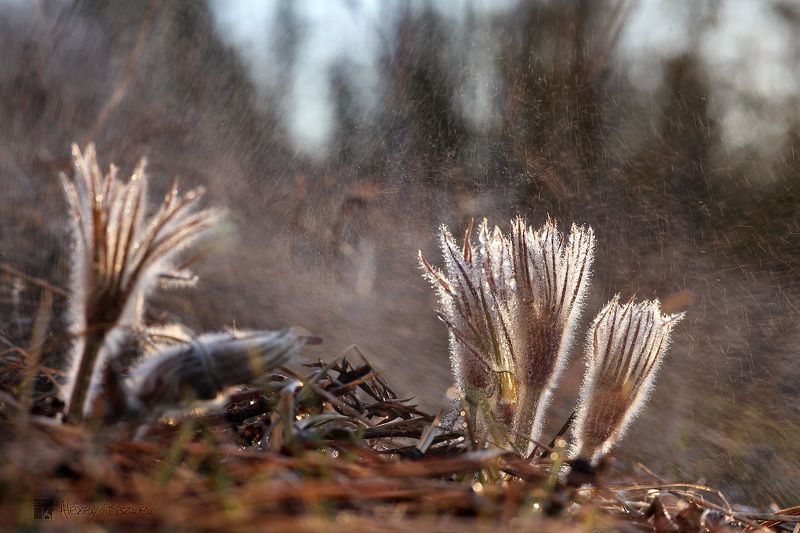 Грибные дожди. photo preview