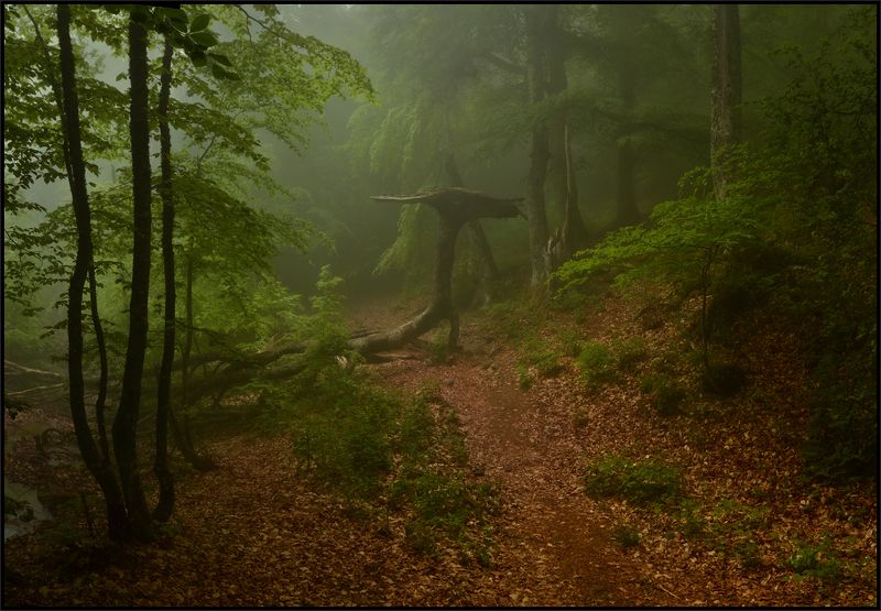 В гостях у Дракошиphoto preview