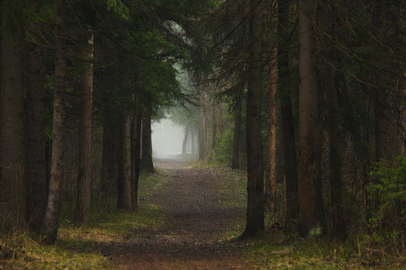 природа, лес, туман Натура к \