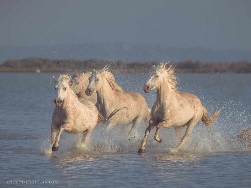 Камарг, конь, жеребцы, Франция, бег, Camargue, France, Horse, Камаргские жеребцы (фототур в Камарг)photo preview