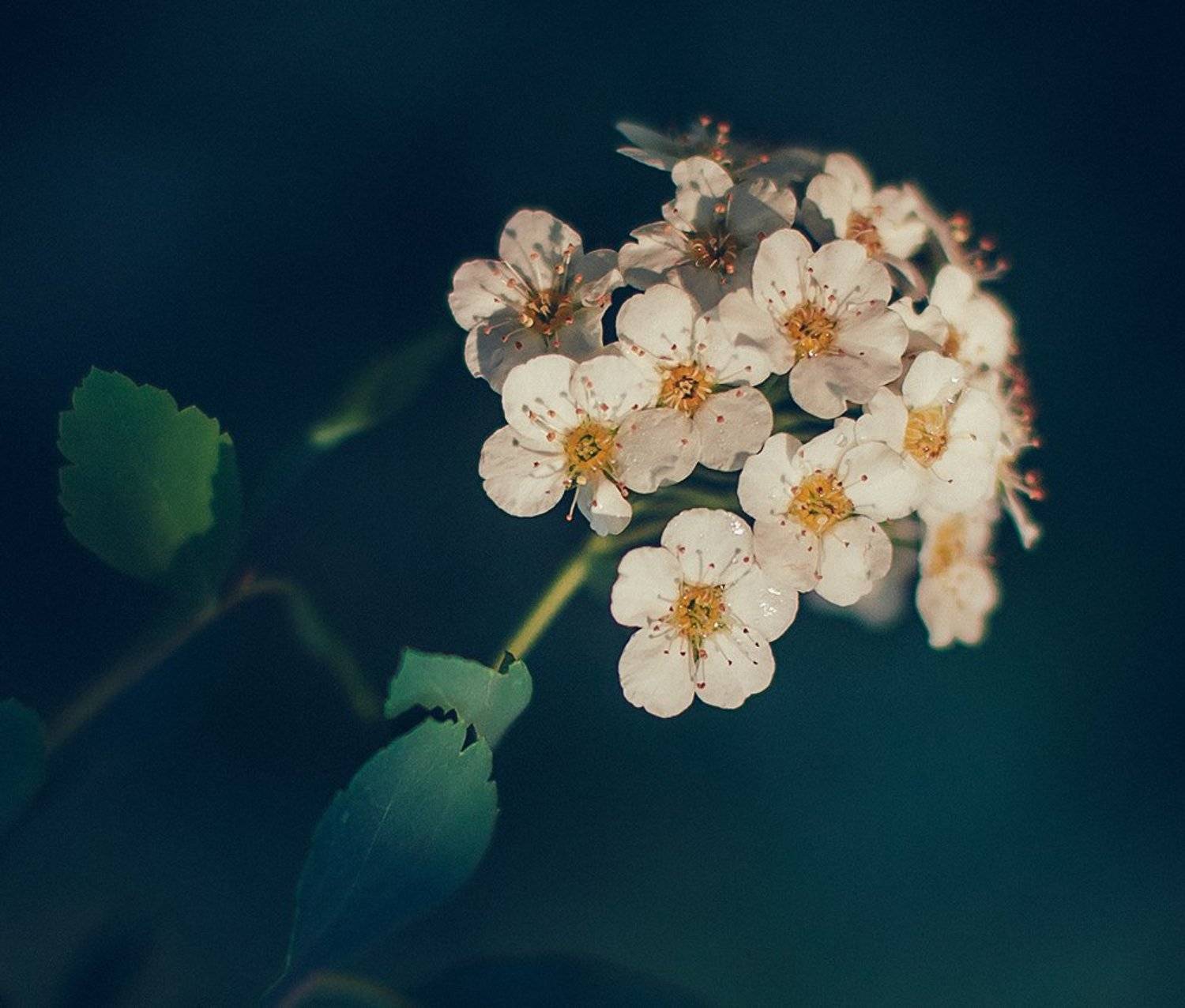 , Лана Тополева