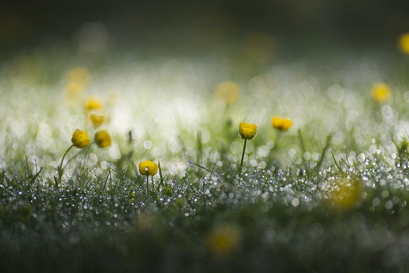 macro Утренний свет через росистую лужайкуphoto preview