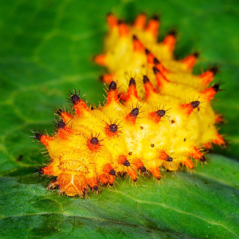 Не считал, но вроде сороконожка :-)photo preview