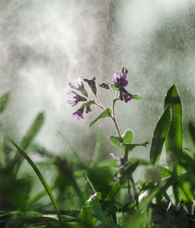 Макро, Цветы, Весна, Трава, Зелень, Вода, Лес, Фиолетовый, Сиреневый, Влага, Утро, Воронеж Космос под ногамиphoto preview