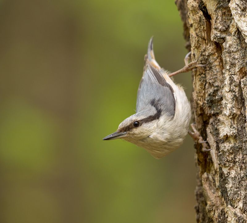 поползень поползеньphoto preview