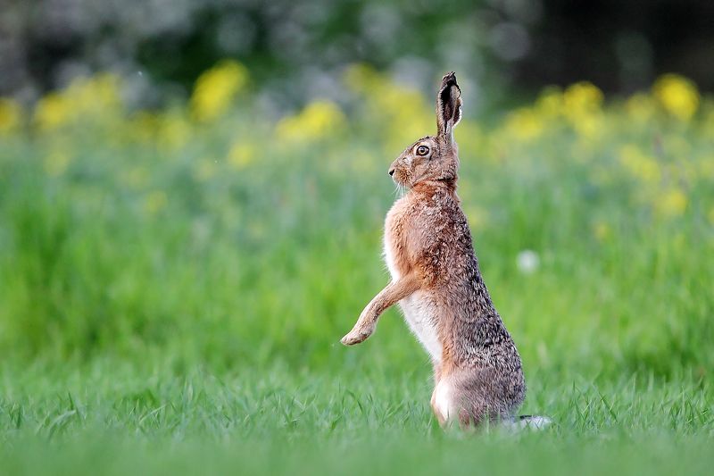 rabbit, wildife ***photo preview