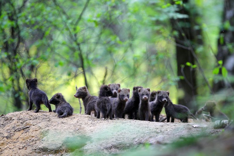 wildlife, animals, woods, forest, burrow, poland, Raccoon dogsphoto preview