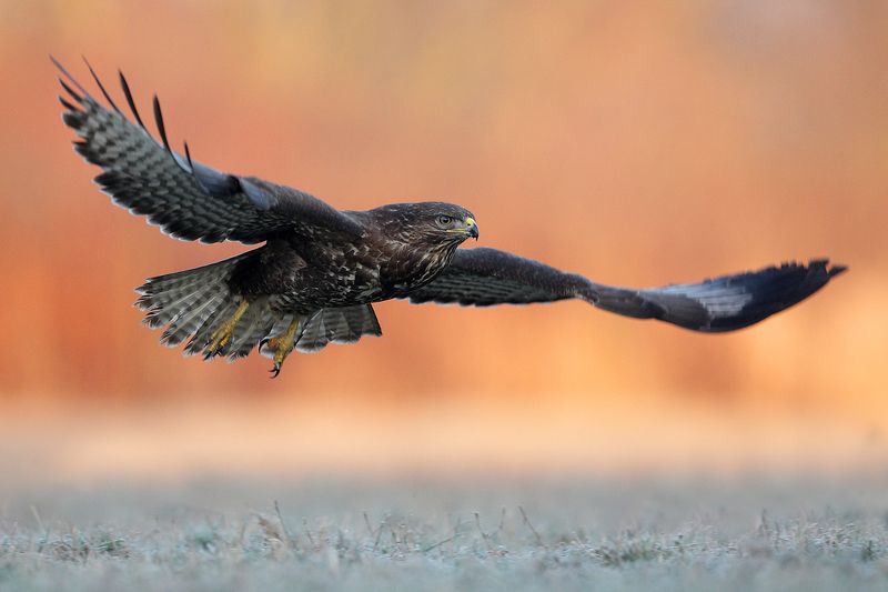 buzzard, hawk, heron, wildlife, birds, poland Common buzzardphoto preview