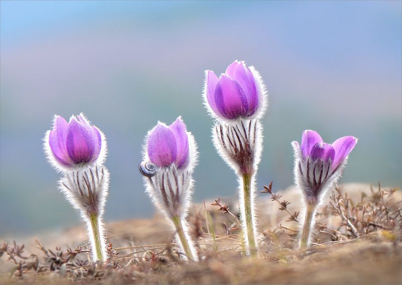 прострел крымский,сон-трава Лиловый сон весны.photo preview