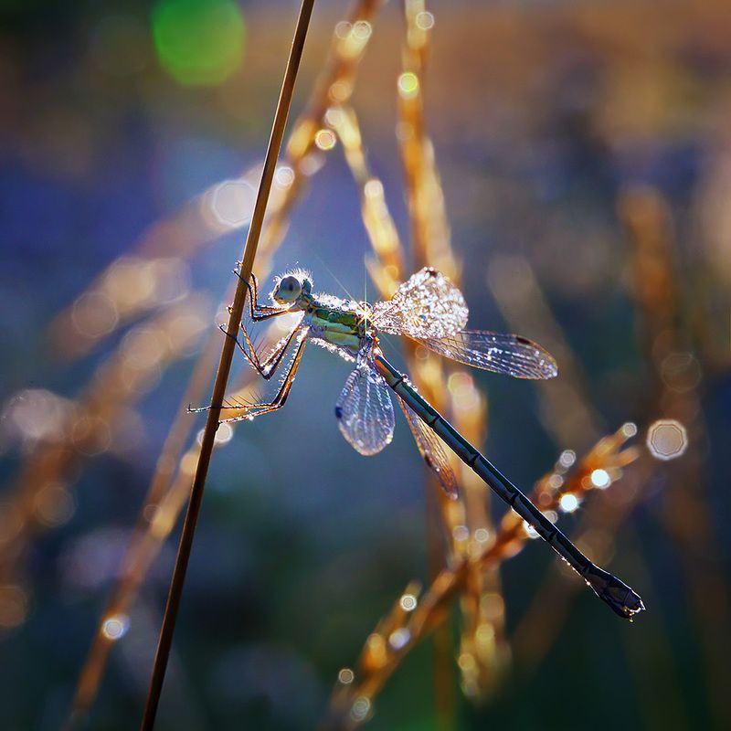 стрекоза, насекомое, утро, макро, природа, роса, боке Утренняя звездаphoto preview