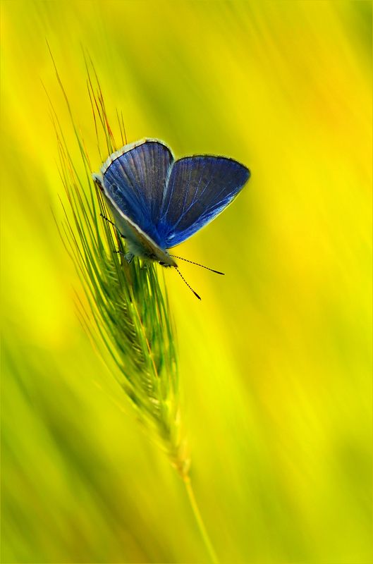 вечер,голубянка В вечерних травах.photo preview