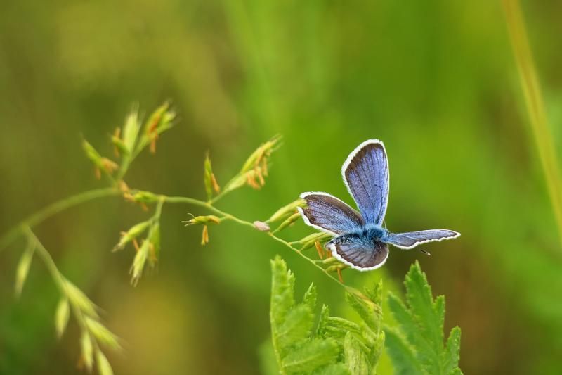 butterfly,	nature,	бабочка, весна,	голубянка,	икар, макро,	насекомое, насекомые,	природа,	insects, polyommatus icarus, бабочки, украина, мелитополь Бабочкиphoto preview