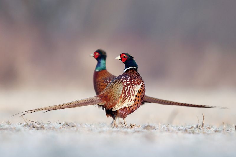 bird, pheasant, wildlife, snow, winter, cold Pheasantphoto preview