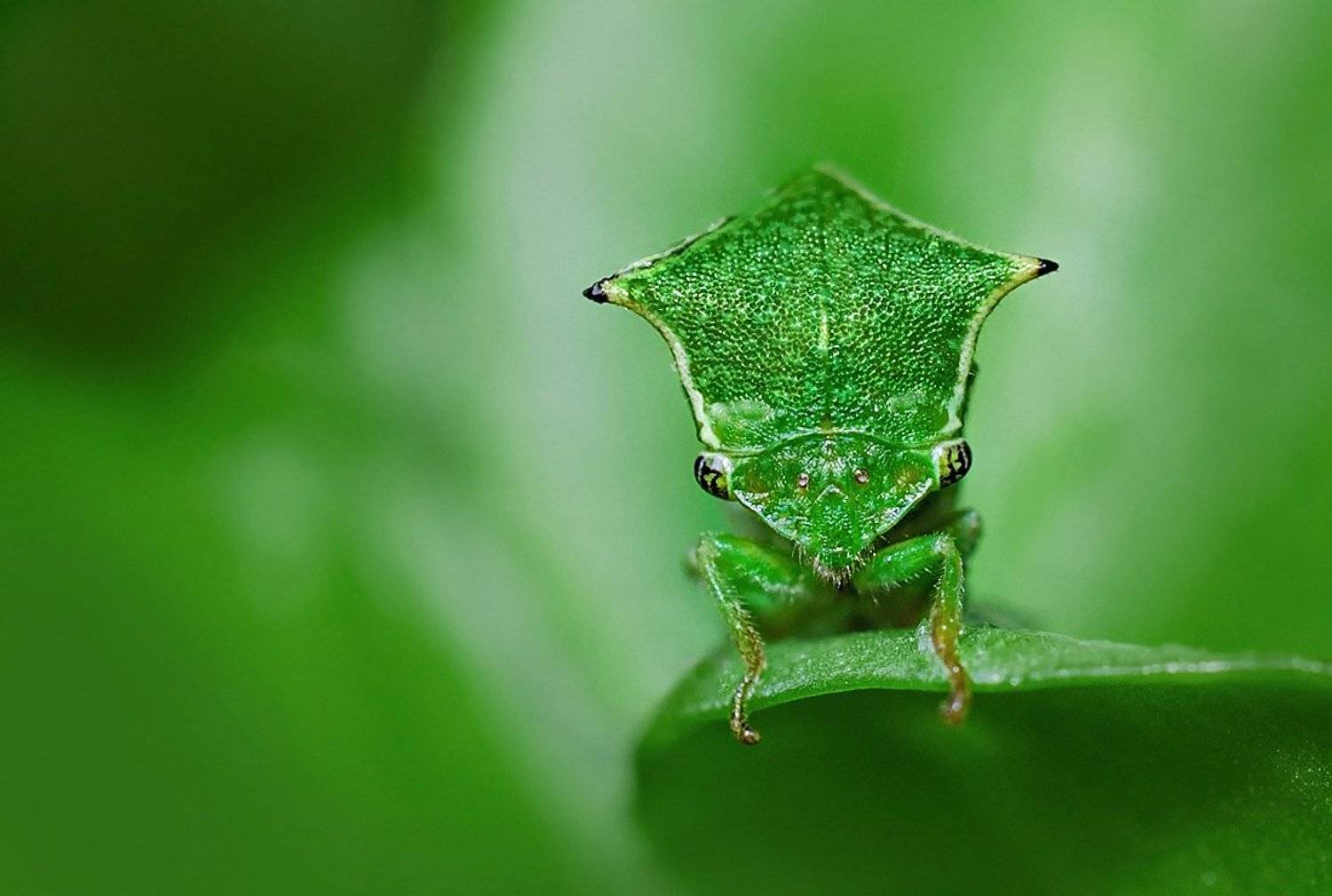 бодушка бизонья,горбатка, Елена Елена