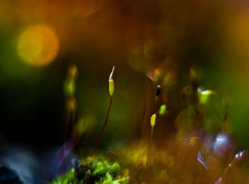 природа, г. арсеньев Параллельный мир..photo preview