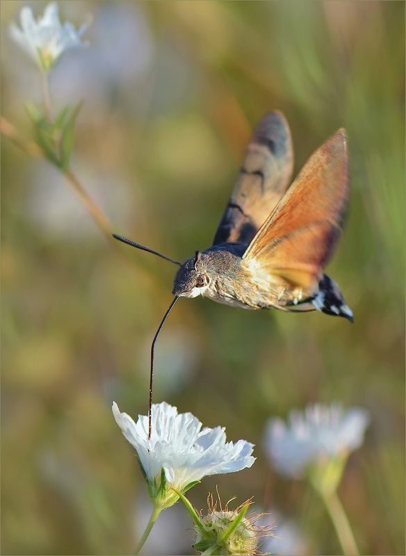 бабочка бражник Бабочка-колибри.photo preview