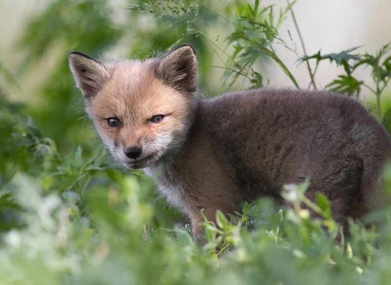 животные, млекопитающие, лиса, лисенок, дикая природа, фотоохота Дерзкийphoto preview