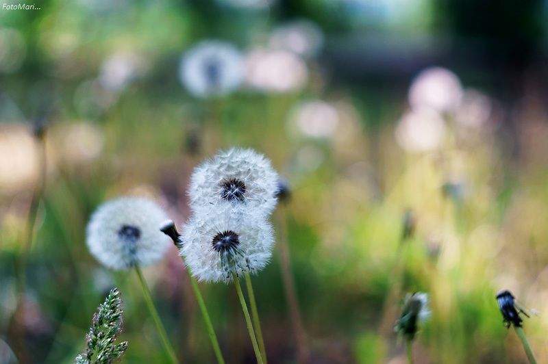 Одуванчики.photo preview