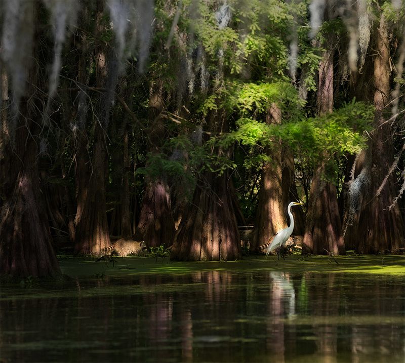 Louisiana, Swamp  White Heron and Racoonsphoto preview