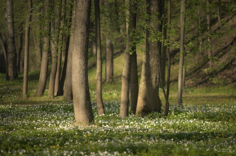 весна, цветы, цветочная полянка, ветреница, белые цветы, деревья, парк, александровский парк, пушкин, царское село Веснаphoto preview