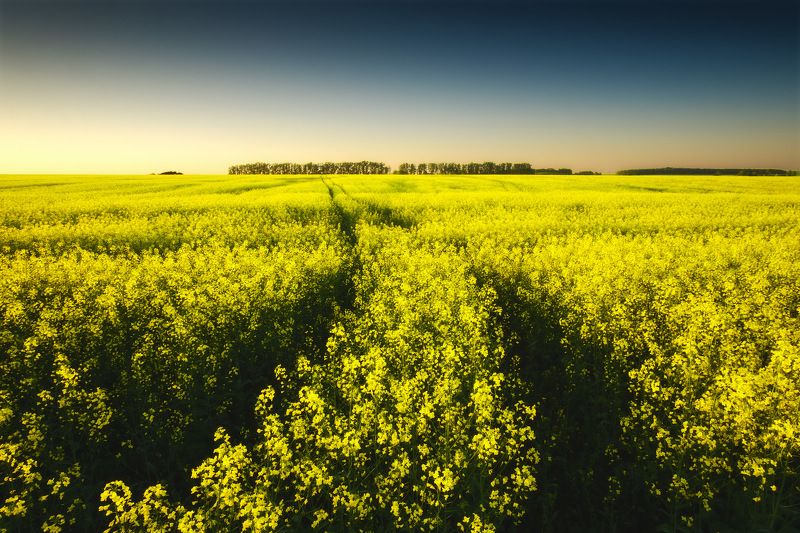 россия, московская область, зарайск, рапс, закат солнца, закат, поле, лес, весна, цветы, пейзаж, природа Зарайская Тоскана)photo preview