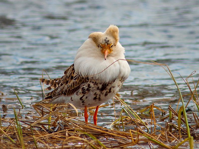 птицы,коми,печора,турухтаны,ток,анималистика Турухтаныphoto preview