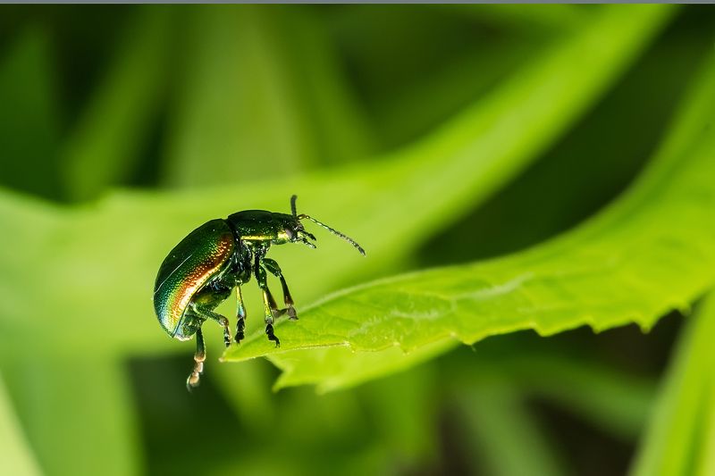 Акробатphoto preview