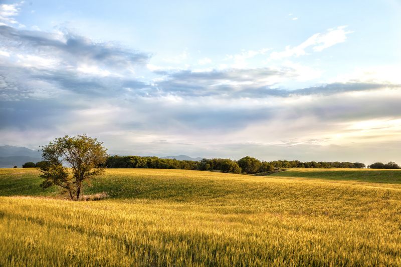пейзаж, поле, пшеница, закат, облака, дерево, фотограф, алматы, фотограф алматы, landscape, sunset, the sun, wheat, tree, photographer, аlmaty, amazing, awesome Безмятежностьphoto preview
