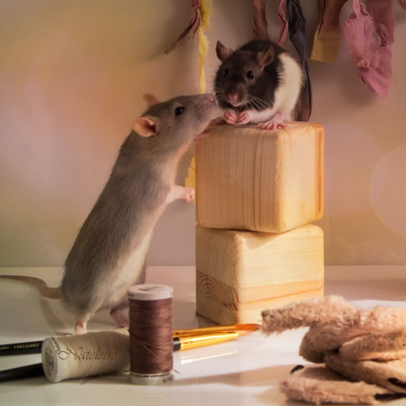 котенок крысенок натюрживчики натюркотики крысята творчество Кошки - Мышки. Лепим, шьём, творим )photo preview