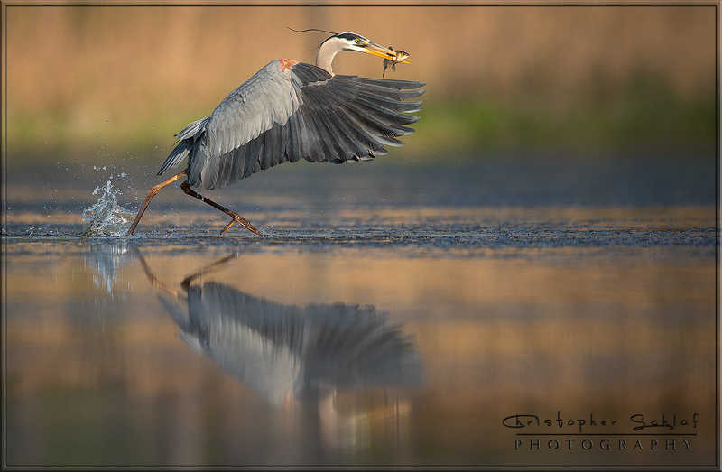Great blue heronphoto preview