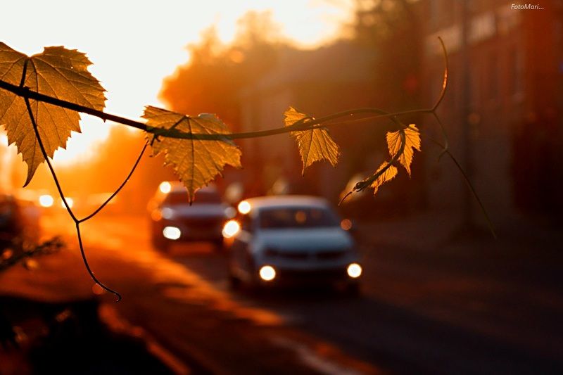 На закате.photo preview