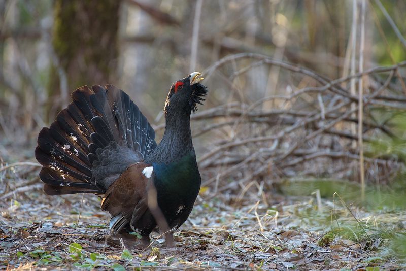 глухарь, лес, фотоохота, птицы, животные, bird, wildlife,bird, nature, ток, токование, capercaillie, калужская область, утро Лесные песни фото превью