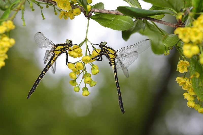 макросьемка Качелиphoto preview
