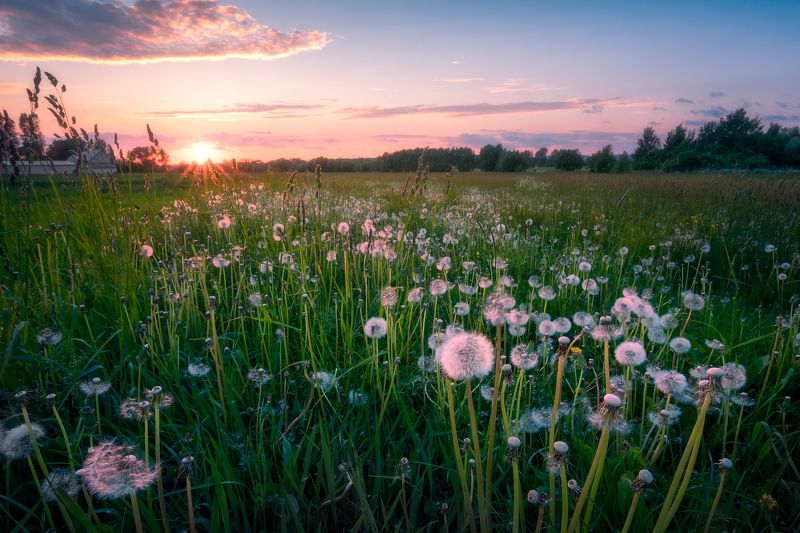 dandelions flowers sunset sky clouds colors mood poland podlasie The lightness of being a dandelion...photo preview