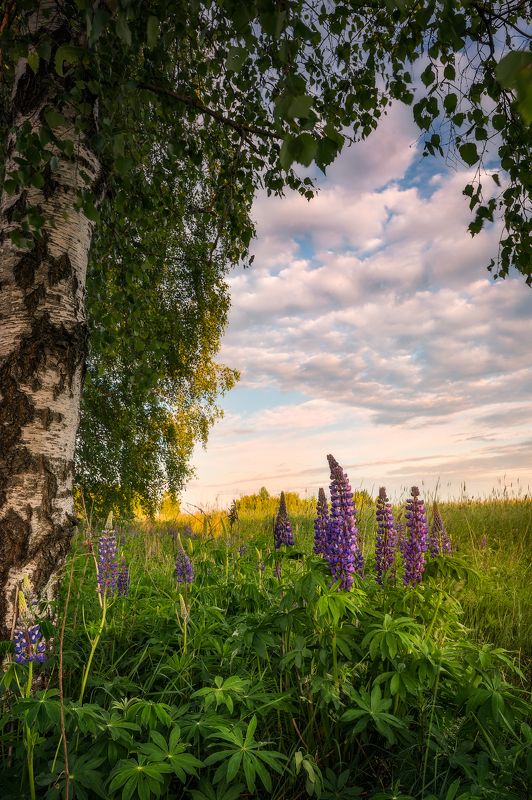 poland podlasie sky clouds woods flowers lupine sunset trees birch outdoor wildflower spring Mr Lupine...photo preview